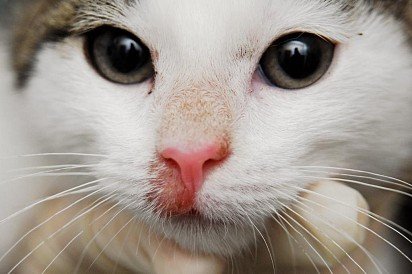 A mild form of pink lichen planus on a cat's nose