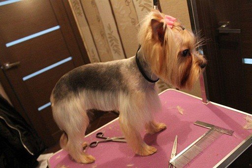 Haircutting your dog at home