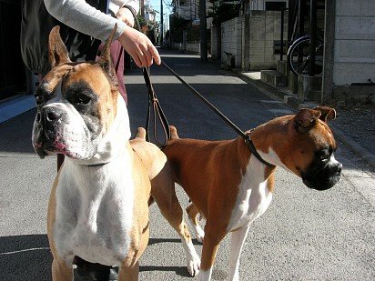 Two boxers on a leash