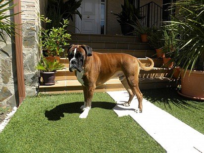 Boxer with uncuped ears and tail