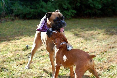Two boxers playing