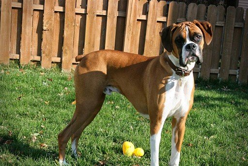 Red-colored boxer