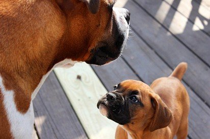 Boxer mom and puppy