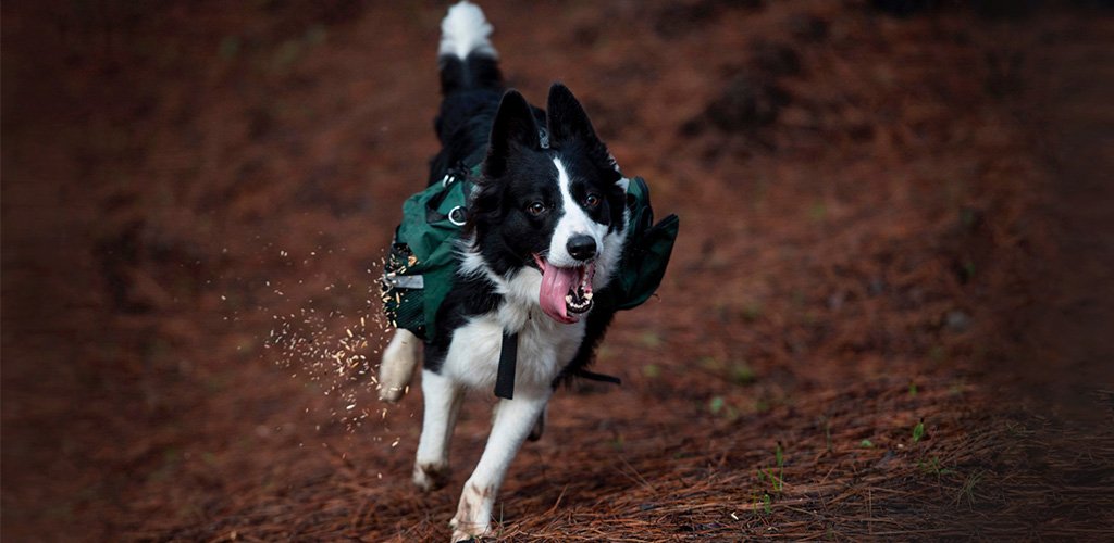 Border collie helps plant trees in Chile