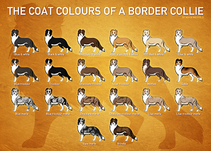 Border Collie Color Chart