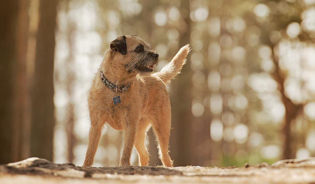 Border Terrier