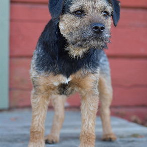 Border Terrier