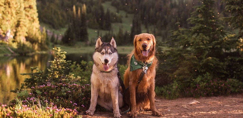 Husky and Golden Retriever Travels