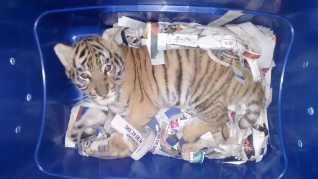 Bengal tiger in a parcel photo