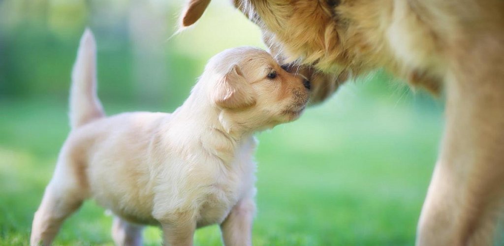 When is it best to take a puppy away from its mother? 