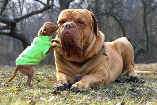 Bordeaux dog with small dog