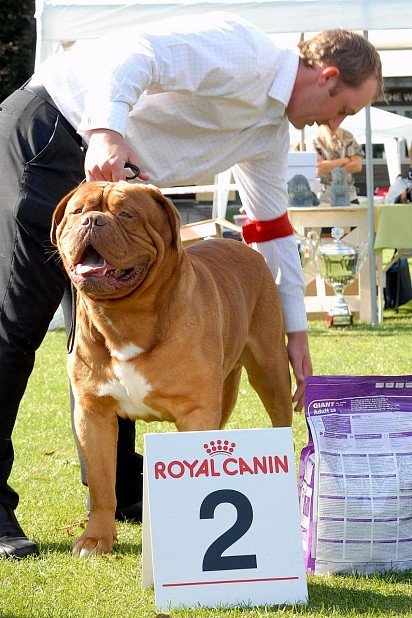 Bordeaux dog at dog show
