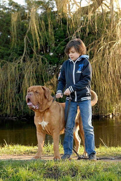 Bordeaux Dog with child