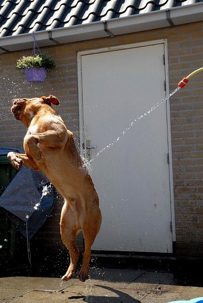 This Bordeaux Dane loves being hosed down