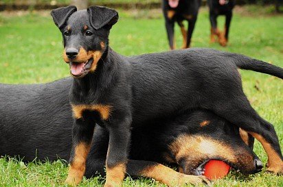 Boseron puppy with daddy