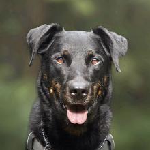 Beauceron