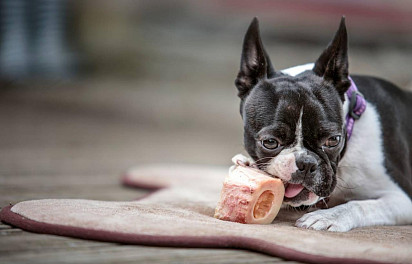 Boston Terrier chews on bone