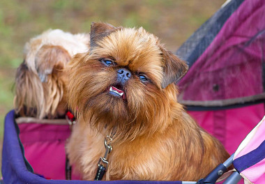 Brussels Griffon