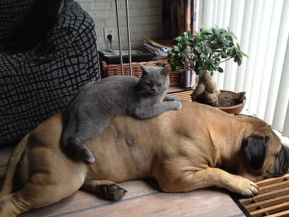 Bullmastiff and cat