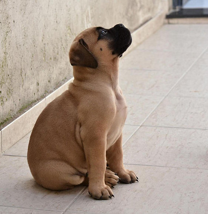 Bullmastiff puppy