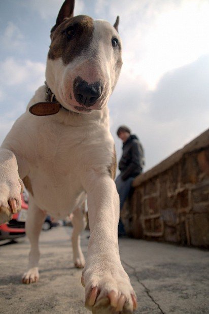 Bull Terrier