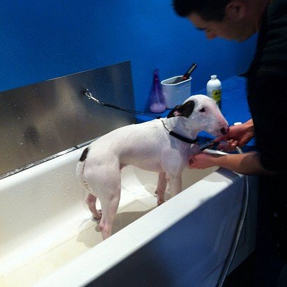 Bathing a Bull Terrier