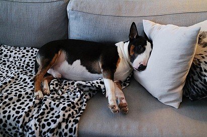 The Bull Terrier is a little tired