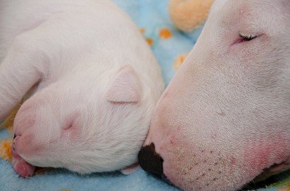 Bull Terrier looks after his puppy