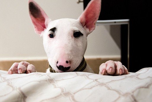 Bull Terrier