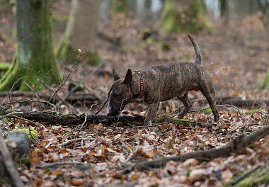 Bull Terrier