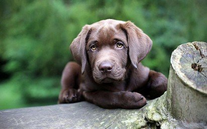 Weimaraner puppy of dark gray color