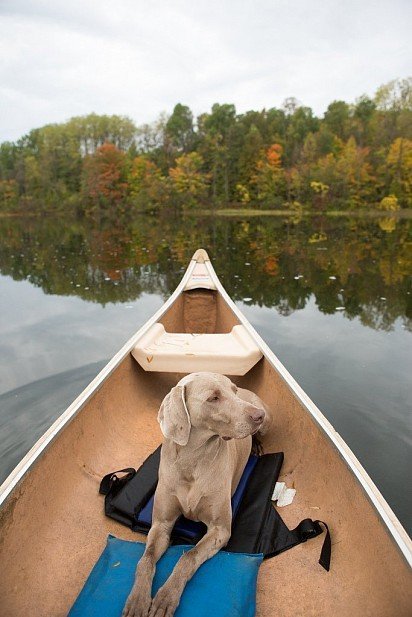 A boat ride with a Weimaraner