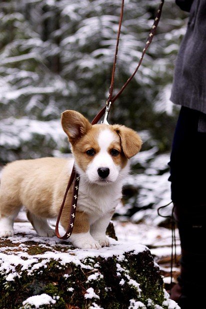 Cardigan Welsh Corgi puppy on first walk with owner