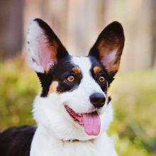 Welsh Corgi Cardigan