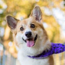 Pembroke Welsh Corgi