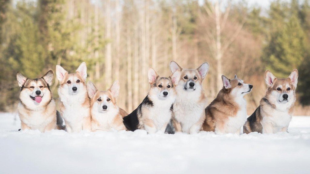 You can't have too many corgis