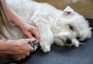 Nail Clipping