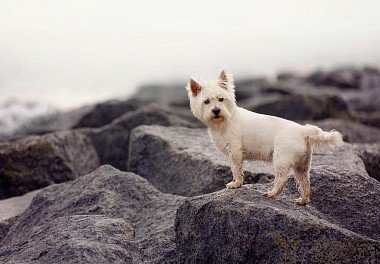 West Highland White Terrier