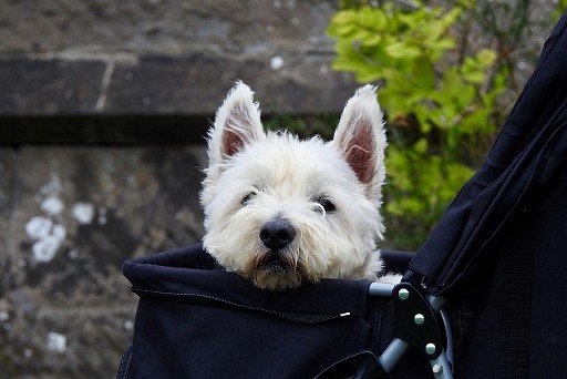 West Highland White Terrier in a basket