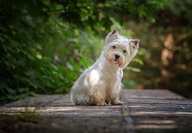 West Highland White Terrier