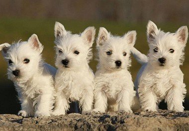 West Highland White Terrier