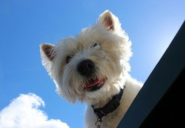 West Highland White Terrier