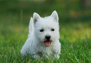 West Highland White Terrier