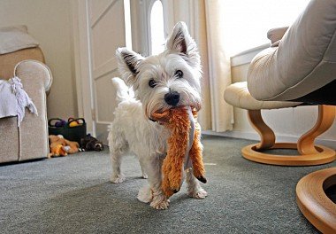 West Highland White Terrier