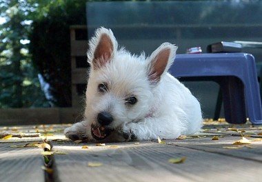 West Highland White Terrier