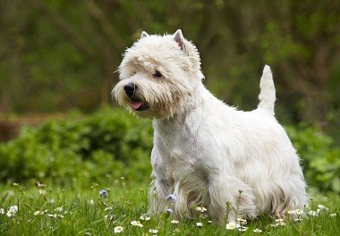 West Highland White Terrier