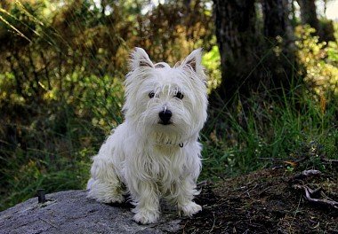 West Highland White Terrier