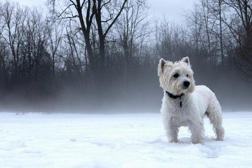 West Highland White Terrier