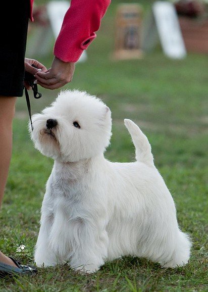 Groomed West Highland at dog show