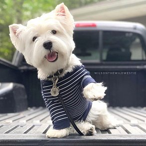 West Highland White Terrier